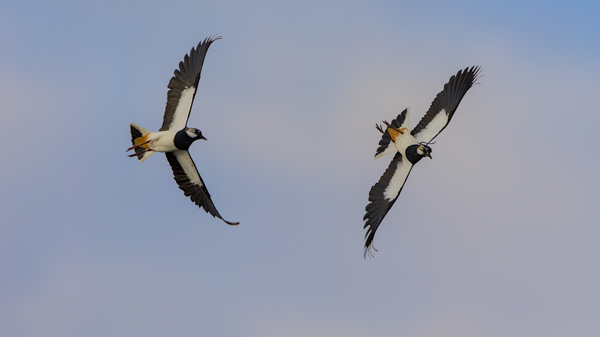 Kiebitze beim Balzflug